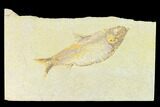 Fossil Fish (Knightia Alta) With Pos/Neg - Wyoming #144208-1